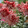 江戸菊：江戸絵巻