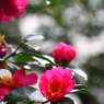 さざんかの花