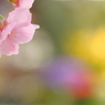 ほのぼの