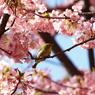 冬の桜は蜜の味