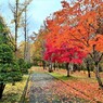 紅葉の散歩道