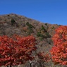 紅色の双樹