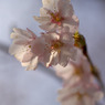 隅田公園大寒桜開花-2336