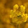 菜の花、咲く