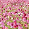 花の声
