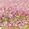 花風