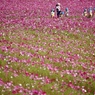 花の記憶