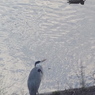 今田貯水池の鳥