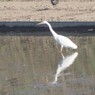 今田貯水池の鳥