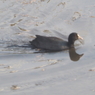 今田貯水池の鳥