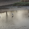 引地川の鳥
