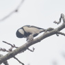 引地川の鳥