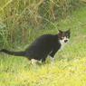 引地川の猫