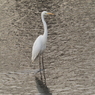 引地川の鳥