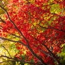 阿夫利神社の紅葉