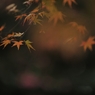 autumn for tokyoites 2021