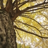 autumn for tokyoites 2021