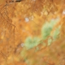 autumn for tokyoites 2021