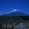 朝霧高原の富士