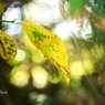 お写ん歩（1枚の紅葉）
