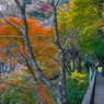 写真エッセイ：袋田の秋６：滝への道