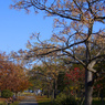 晩秋の公園　P1170040zz