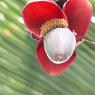 バナナの花