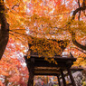 紅葉のおもてなしⅢ