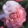 なごりの雪