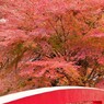大桐院境内へ・・・