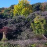 丘にそそり立つ大銀杏