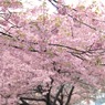 2011年河津桜-01