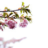 2011年河津桜-02