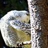 フクロウの福笑い