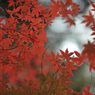 autumn for tokyoites 2021