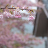 2011年河津桜-03