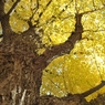 autumn for tokyoites 2021