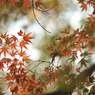 autumn for tokyoites 2021