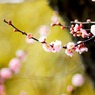 梅