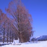 雪のメタセコイア並木（２）