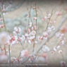 Plum blossoms☆