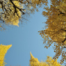 autumn for tokyoites 2021