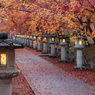 高山寺 紅葉 Ⅱ  4