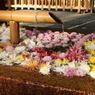 鶴岡八幡宮①