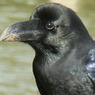 Crow