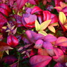 紅葉はこれからー２