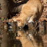 水飲み猫さん