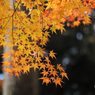 日本では遅い紅葉