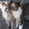 猫２