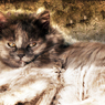 猫３